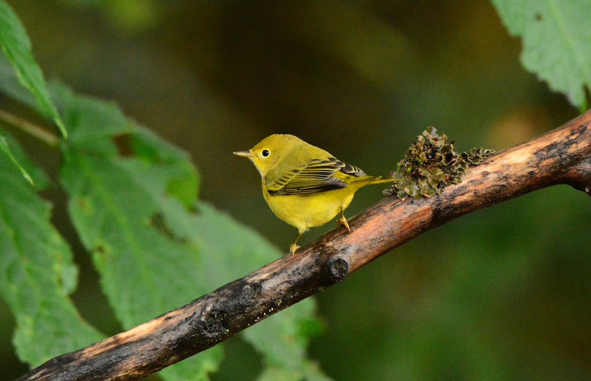 Yellow Warbler (Northern) - ML609239437