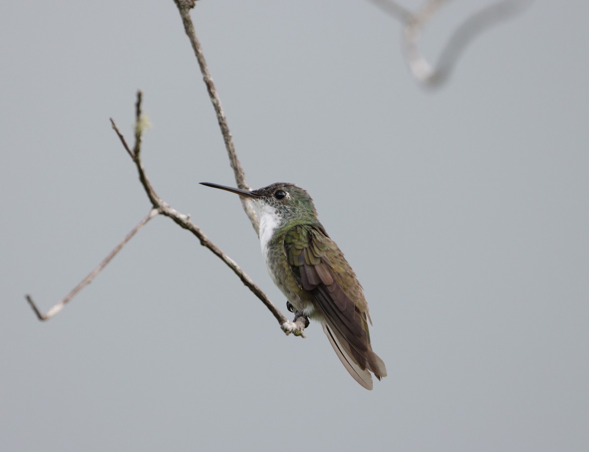 Azure-crowned Hummingbird - ML609239445