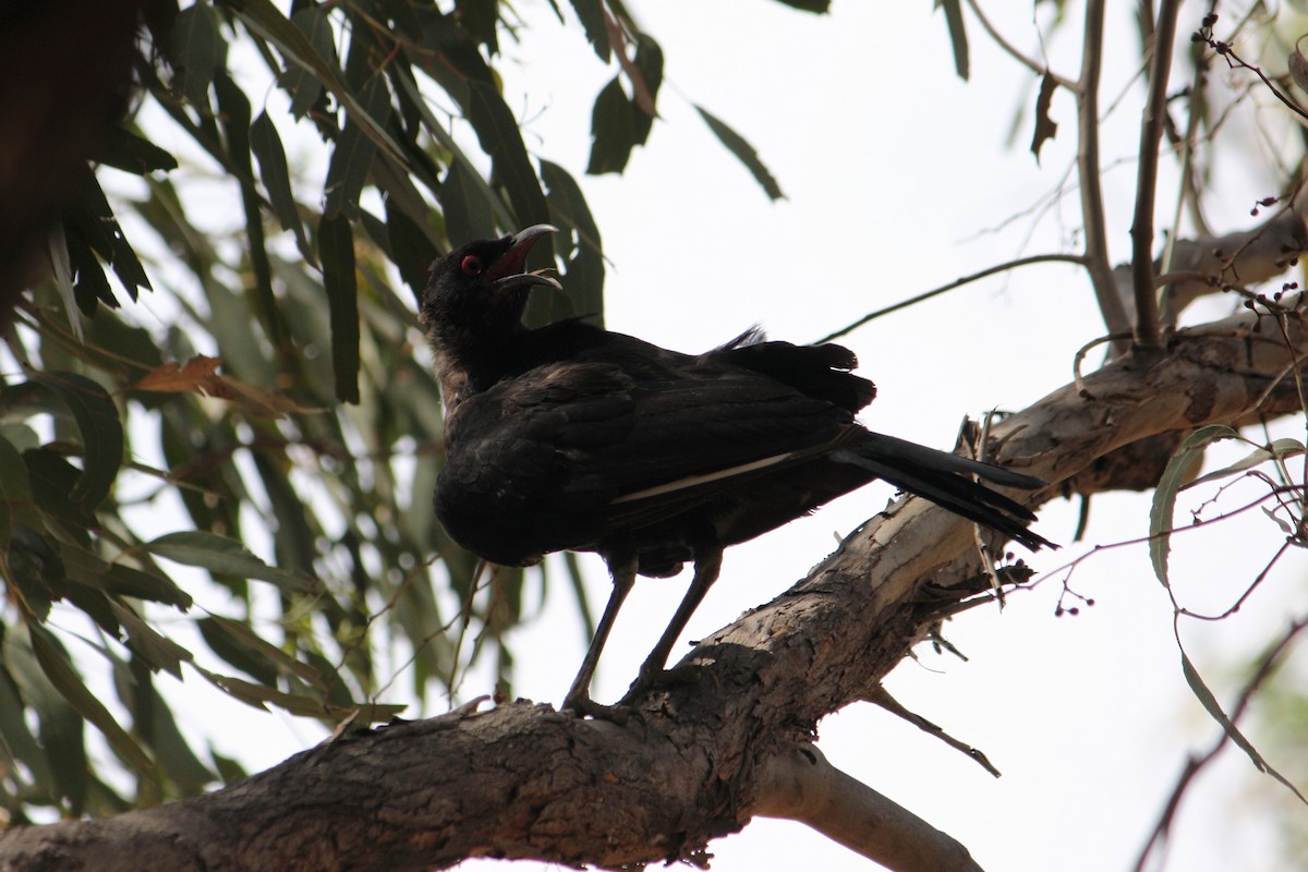 White-winged Chough - Jon Spicer-Bell