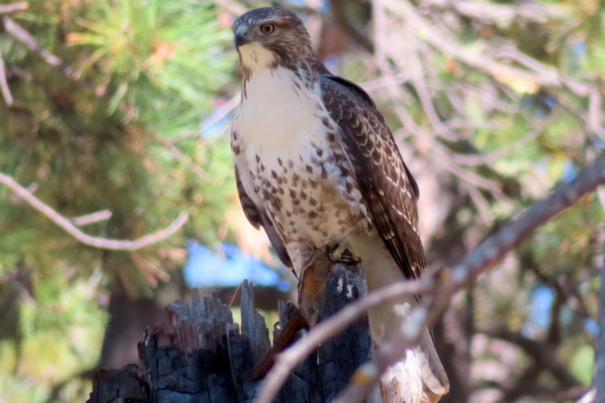 Red-tailed Hawk - ML609239517
