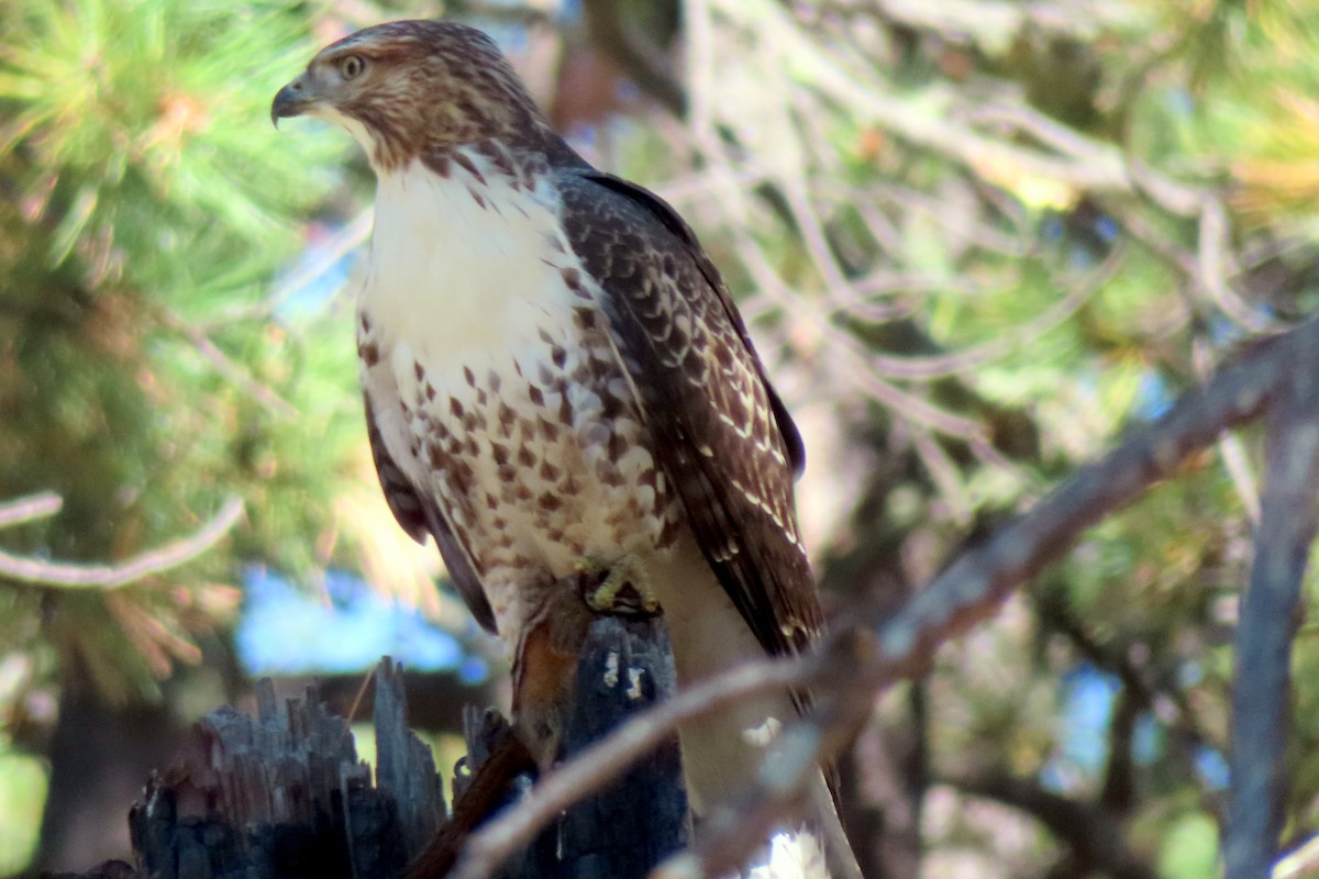 Red-tailed Hawk - ML609239518