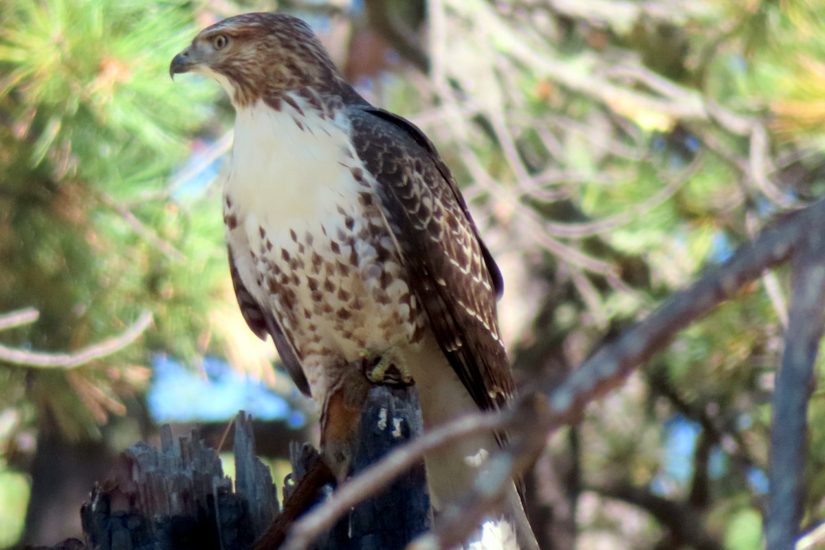 Rotschwanzbussard - ML609239518