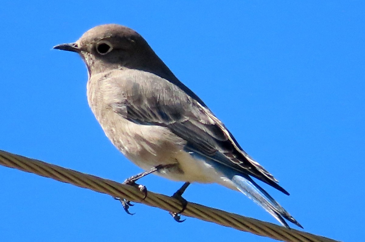 Western Bluebird - ML609239540