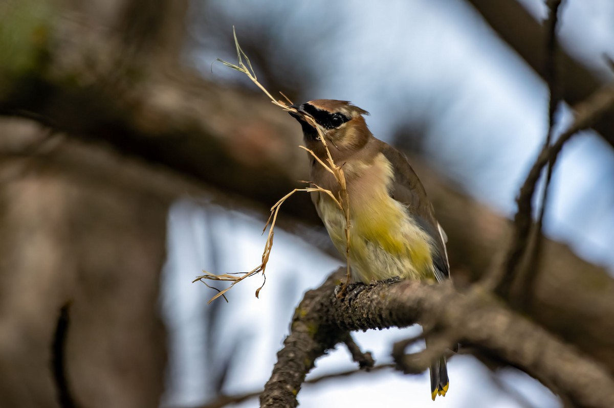 Cedar Waxwing - ML609239547