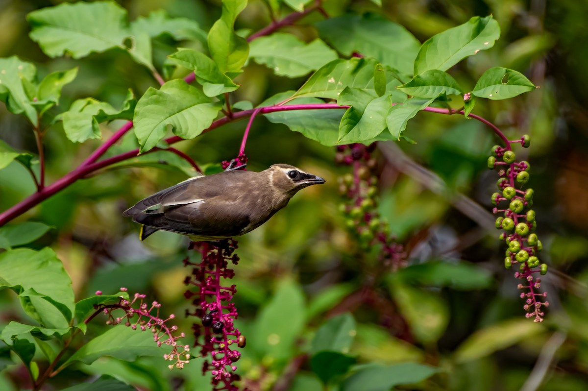 Cedar Waxwing - ML609239550