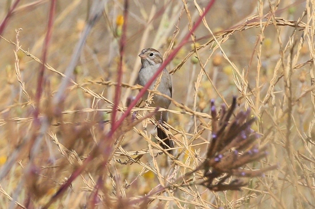 Brewer's Sparrow - ML609239562