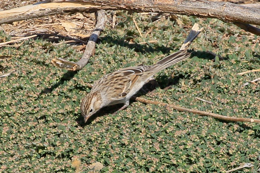 Brewer's Sparrow - ML609239564