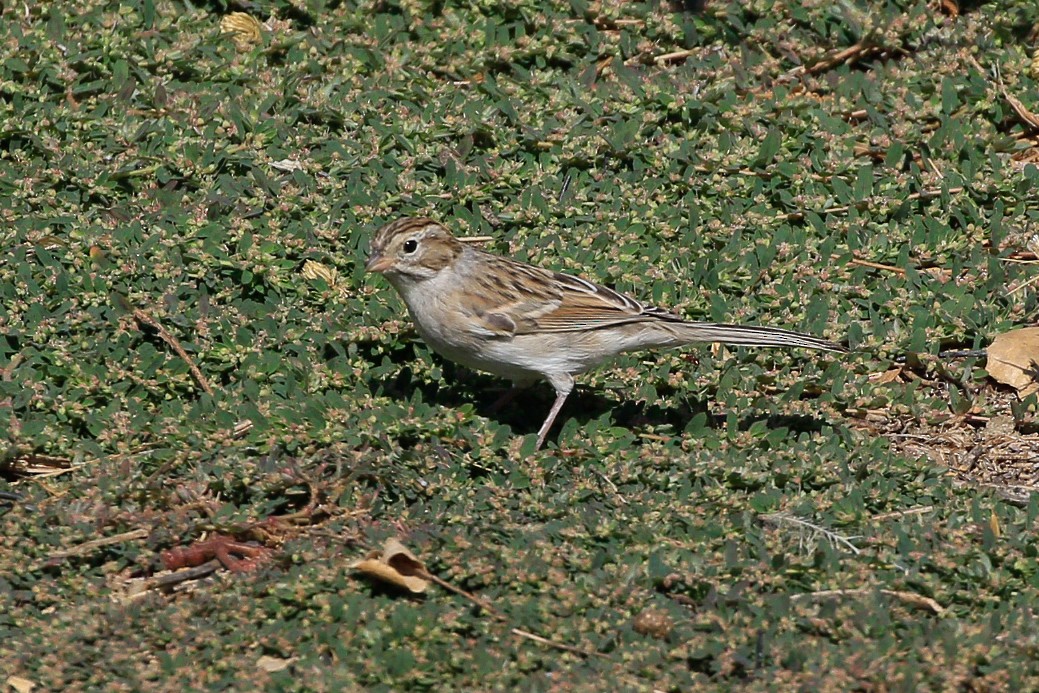 Brewer's Sparrow - ML609239571