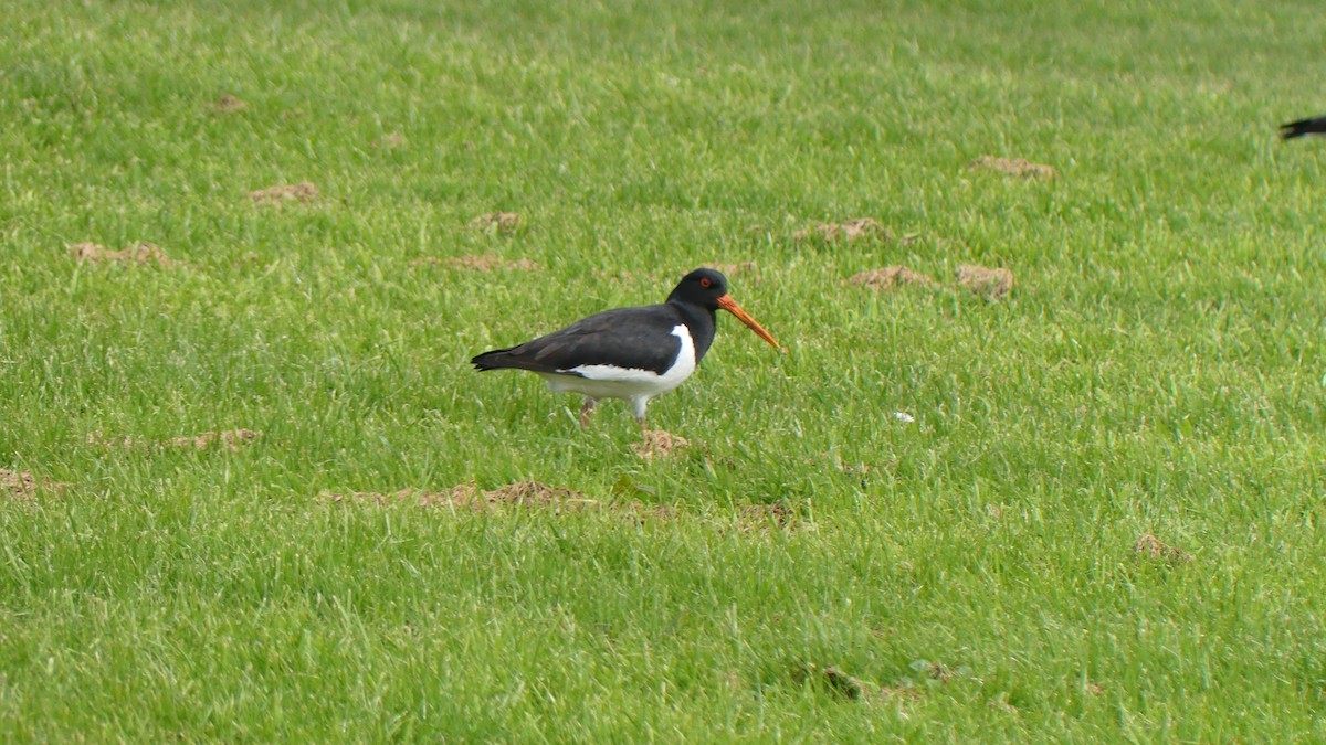 South Island Oystercatcher - ML609239584