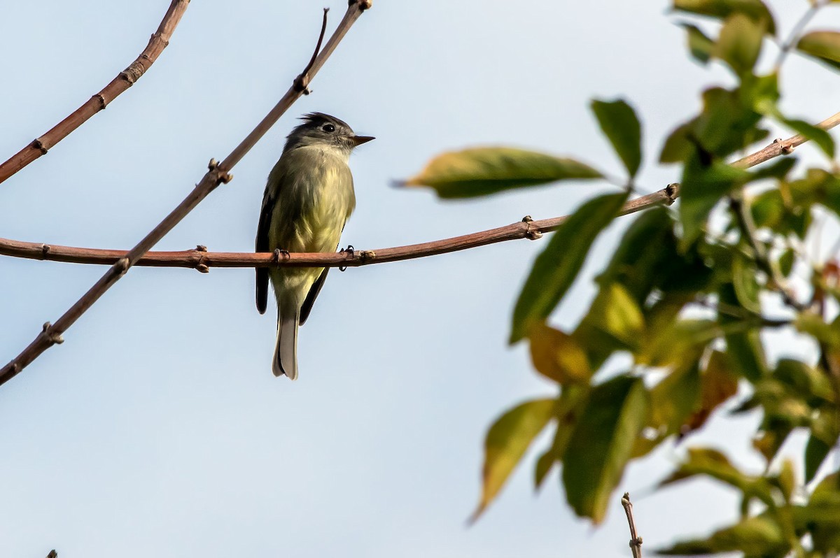 Hammond's Flycatcher - ML609239623