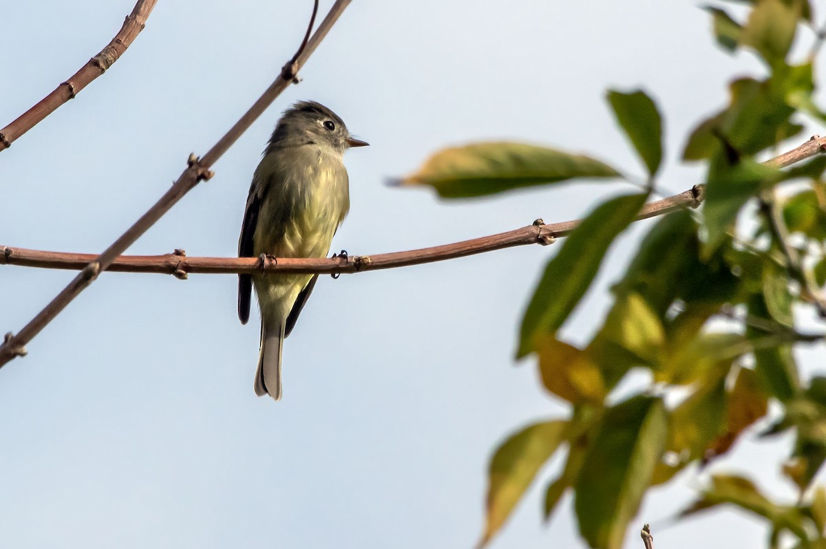 Hammond's Flycatcher - ML609239624