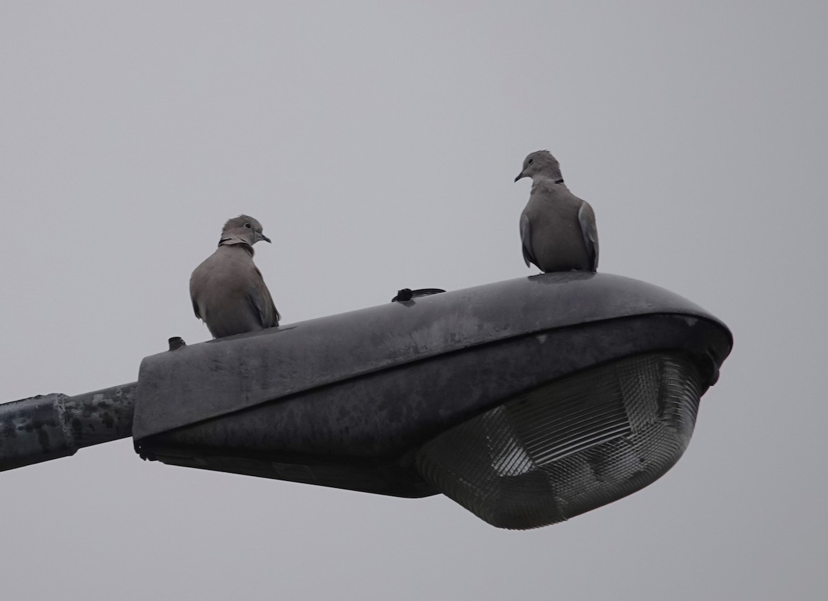 Eurasian Collared-Dove - ML609239712