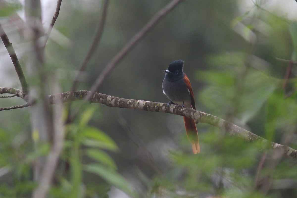 African Paradise-Flycatcher - ML609239830