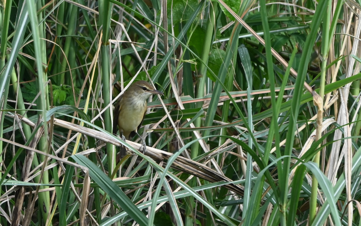 Oriental Reed Warbler - Yoganand K