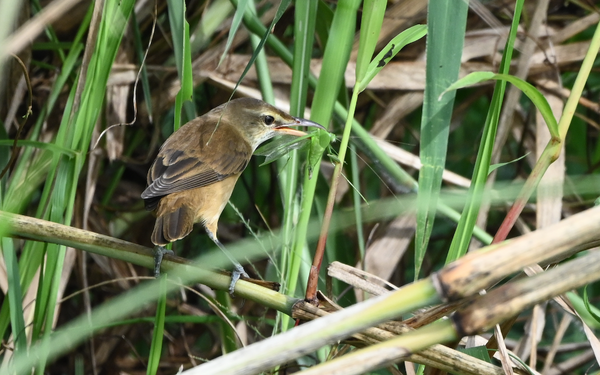 Oriental Reed Warbler - Yoganand K