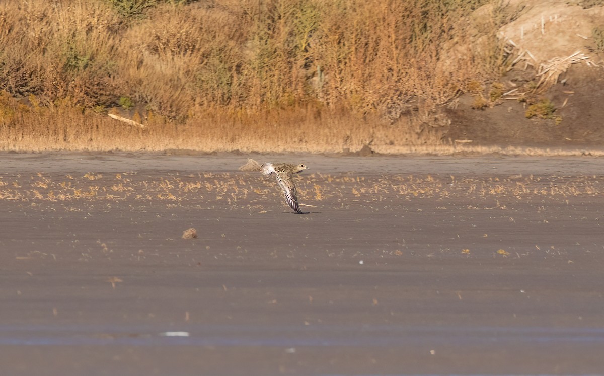 Black-bellied Plover - ML609239944