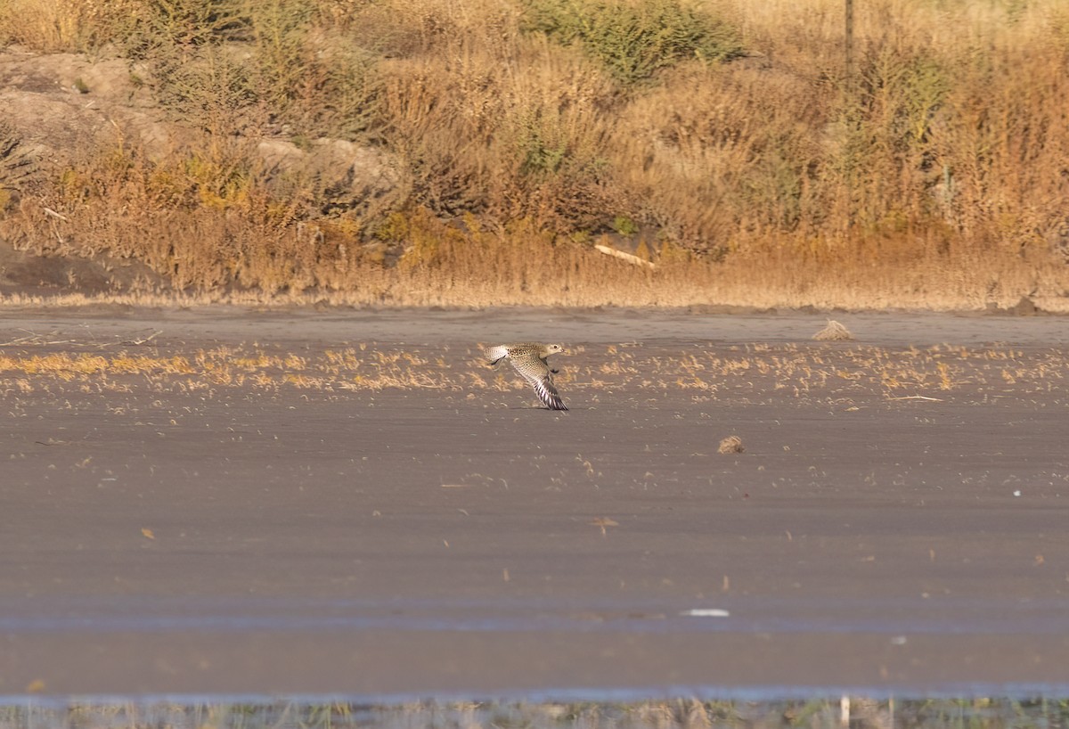 Black-bellied Plover - ML609239945