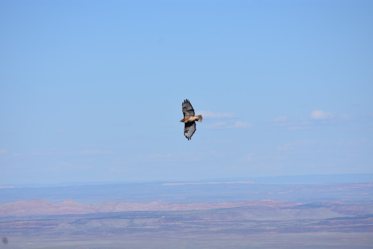 Red-tailed Hawk - ML609239955