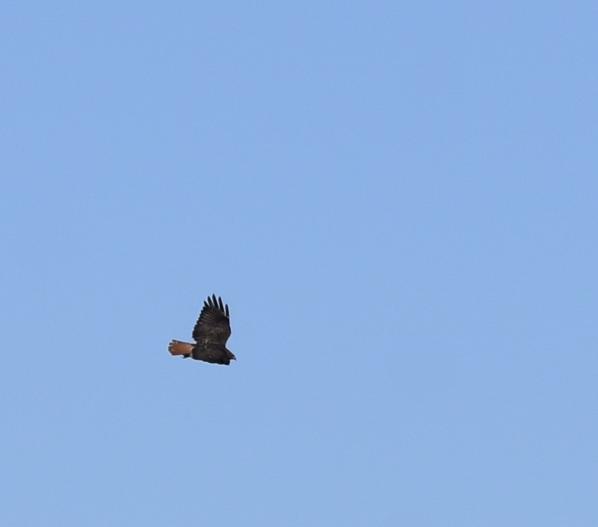 Red-tailed Hawk - ML609239962