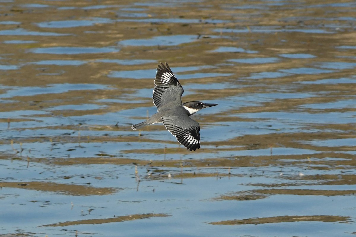 Belted Kingfisher - ML609239985