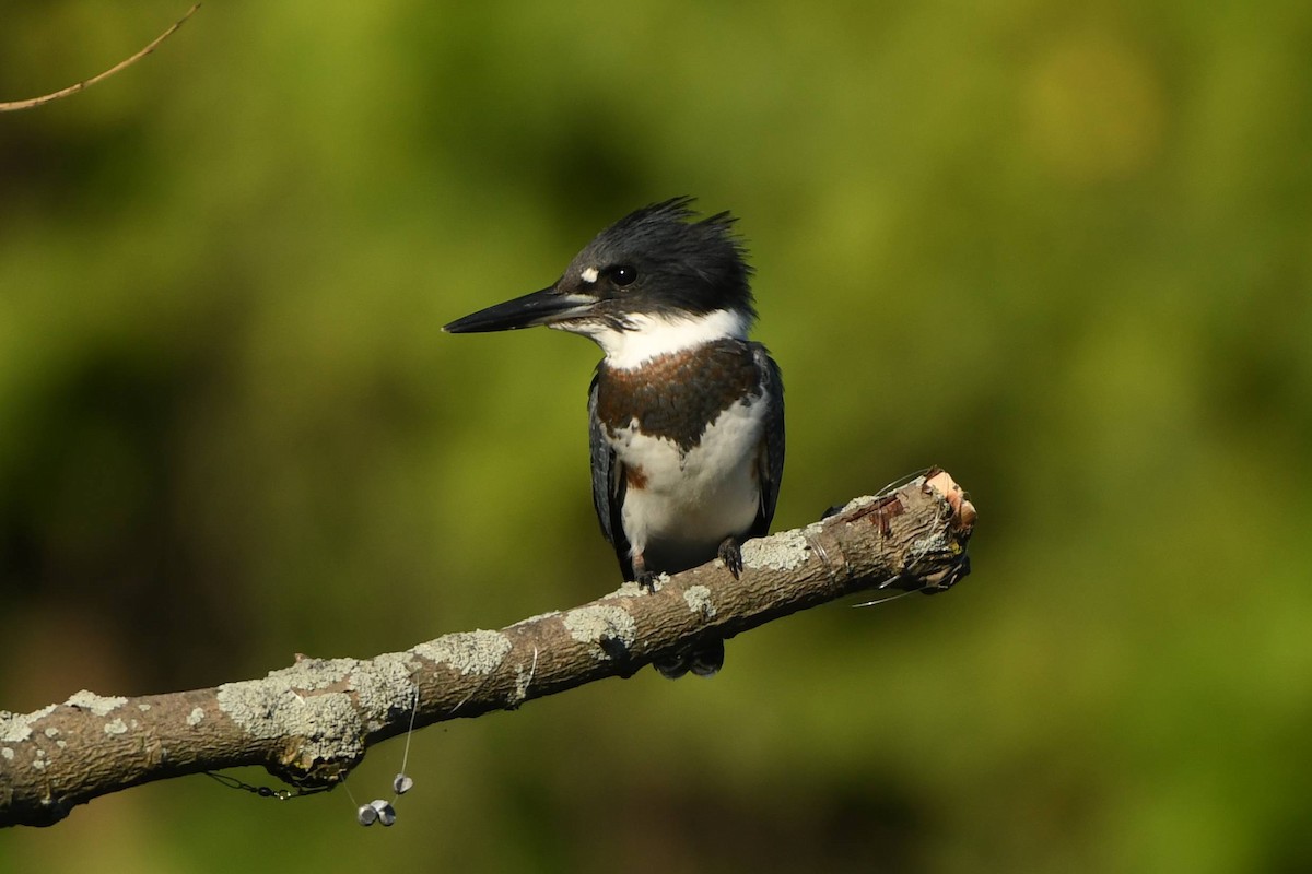 Belted Kingfisher - ML609239986