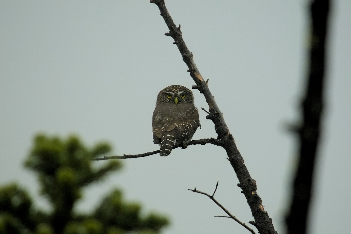 Northern Pygmy-Owl - ML609239997