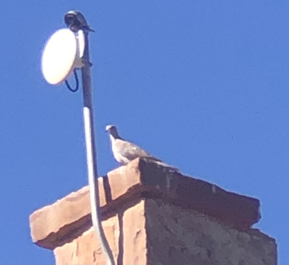 Eurasian Collared-Dove - ML609240039