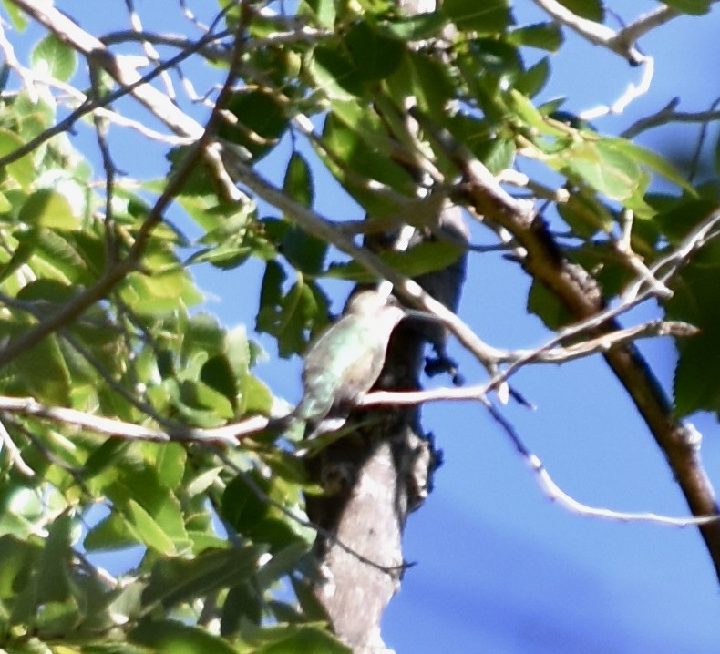 Geniş Kuyruklu Kolibri - ML609240045