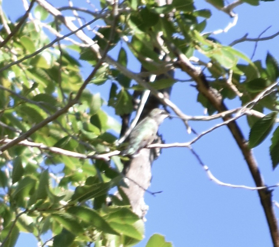 Broad-tailed Hummingbird - Larry Langstaff