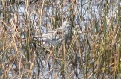 尖尾濱鷸 - ML609240048