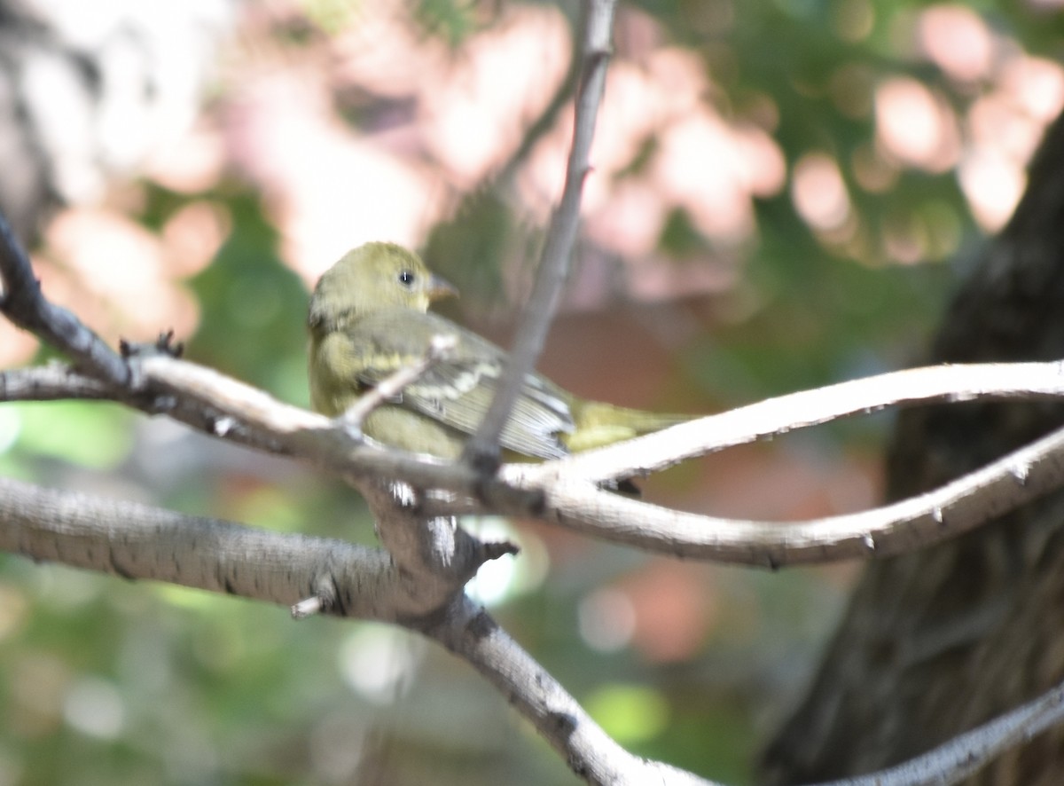 Western Tanager - Larry Langstaff