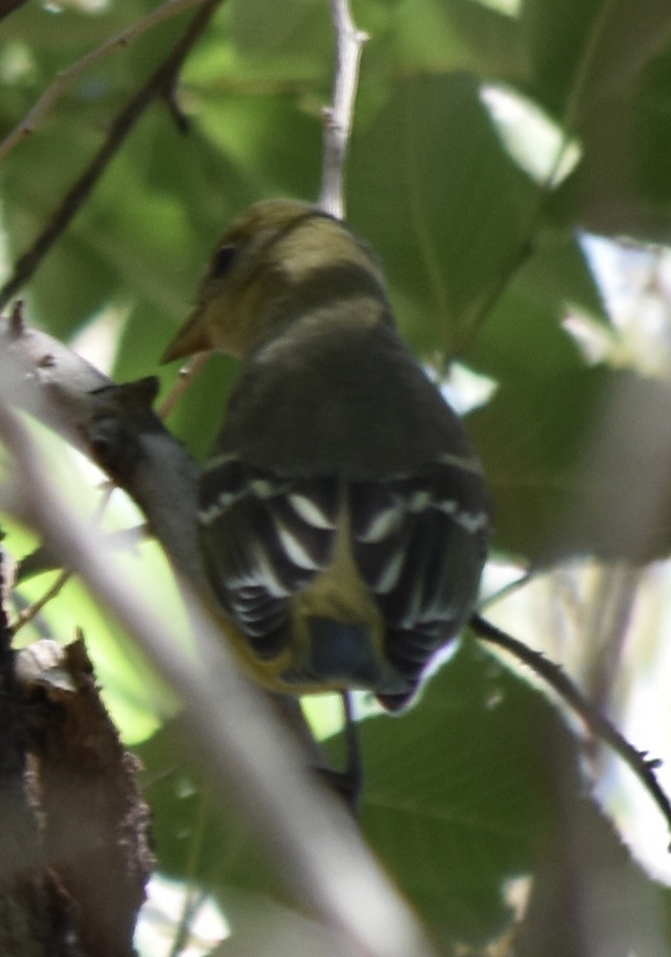 Western Tanager - Larry Langstaff