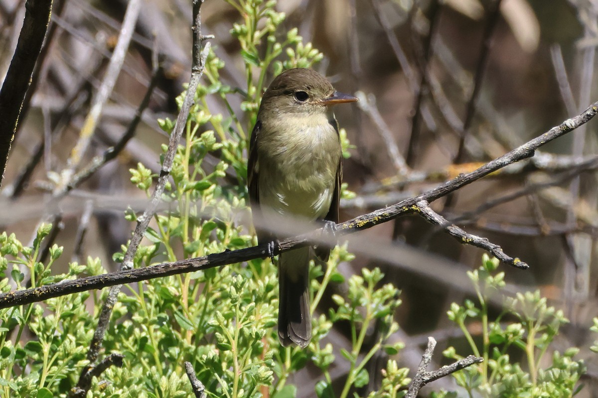 Willow Flycatcher - ML609240219