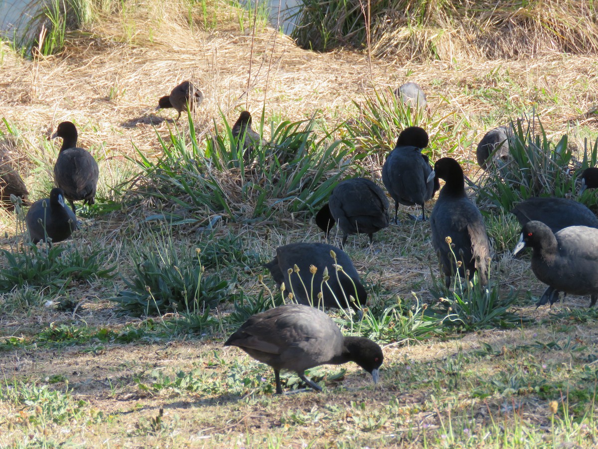 Eurasian Coot - ML609240225