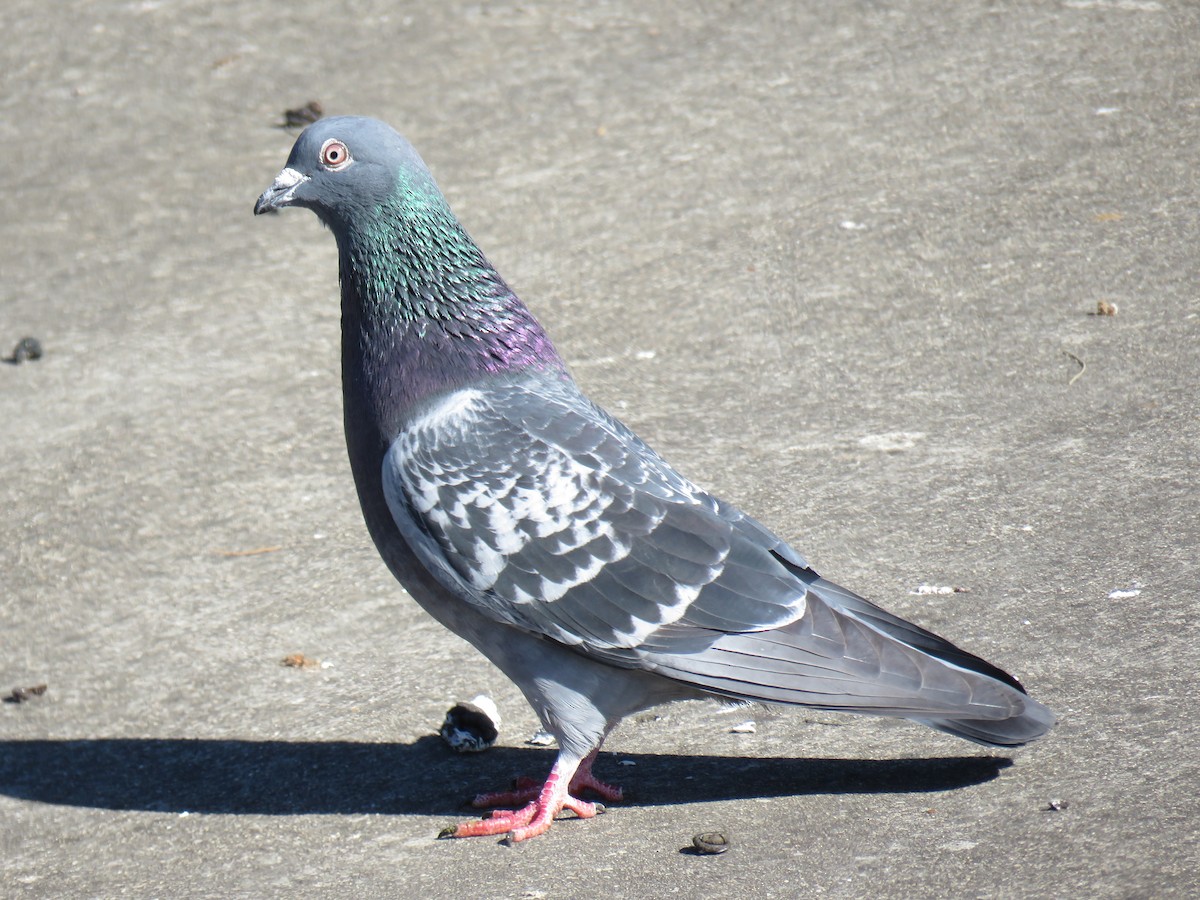 Rock Pigeon (Feral Pigeon) - ML609240238