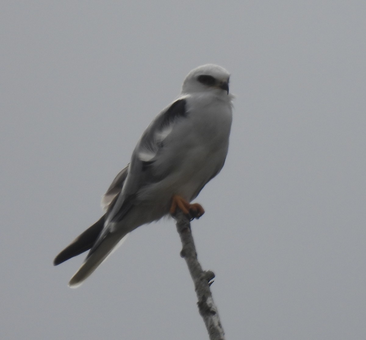 White-tailed Kite - ML609240261