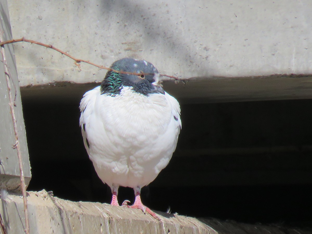 Rock Pigeon (Feral Pigeon) - ML609240296