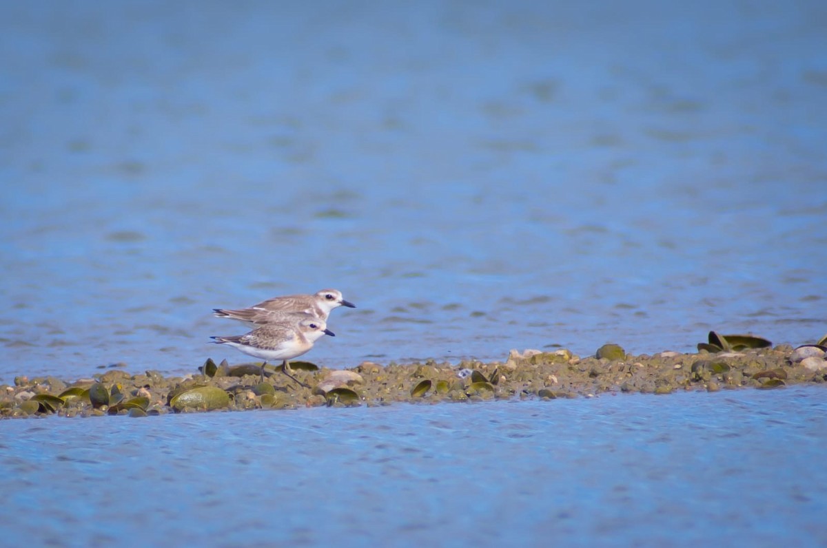 Greater Sand-Plover - Coimbatore Nature Society