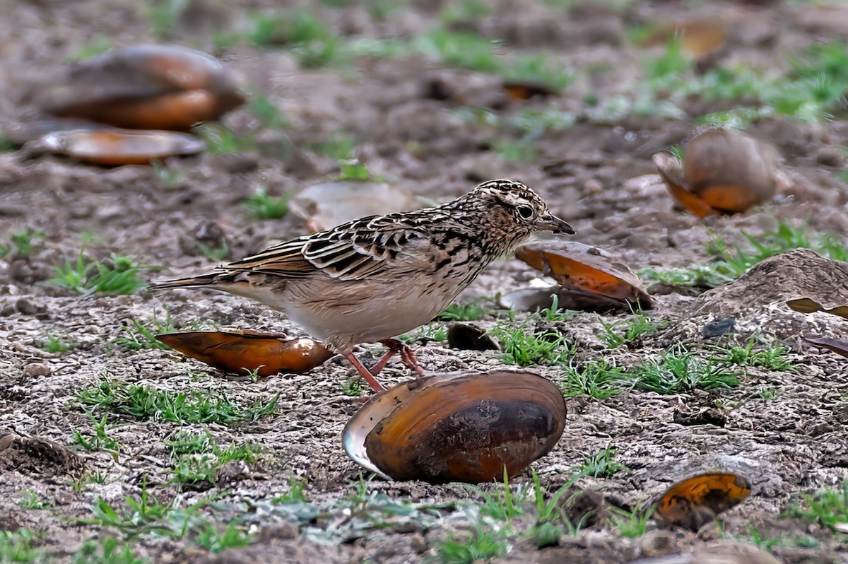 Jerdon's Bushlark - ML609240466