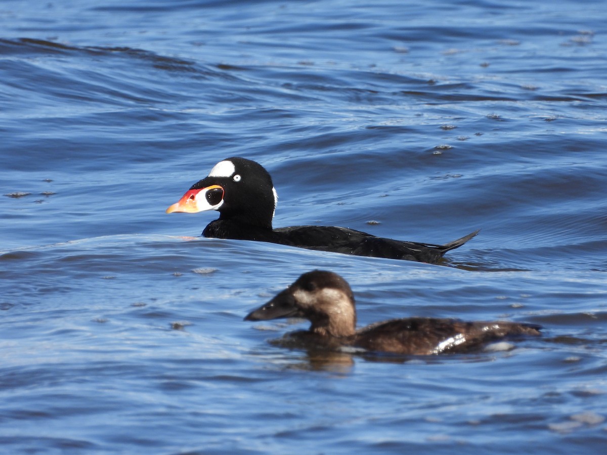 Surf Scoter - ML609240565