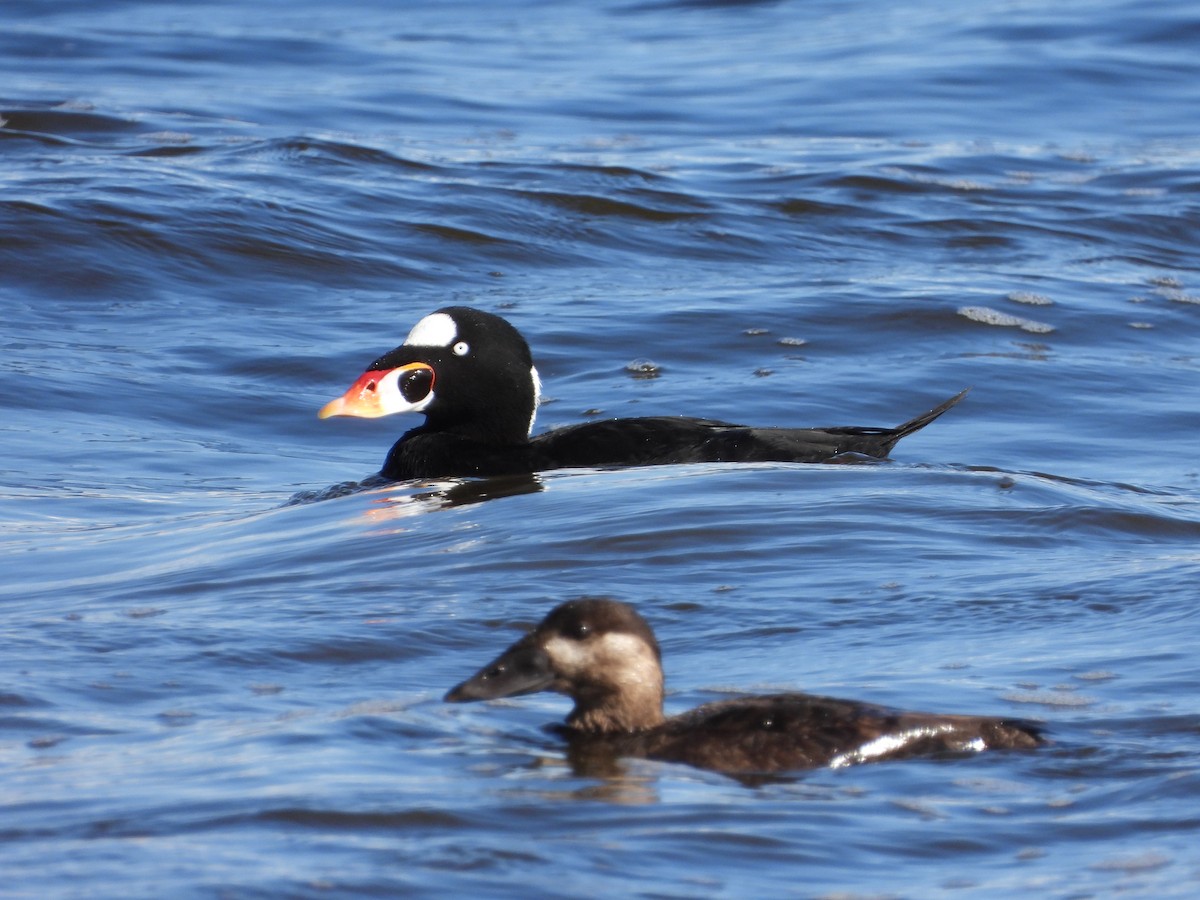 Surf Scoter - ML609240567