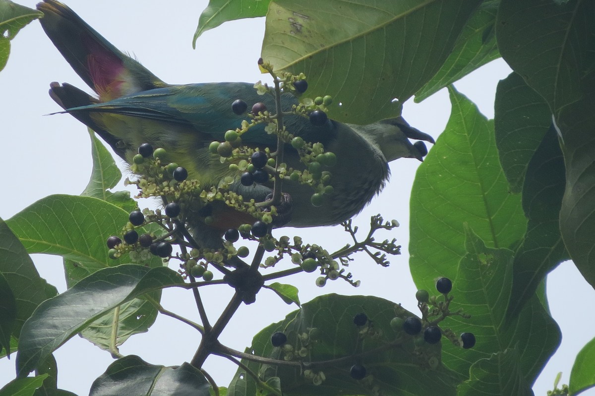 Палауский фруктовый голубь - ML609240768