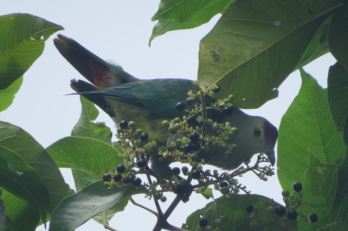 Палауский фруктовый голубь - ML609240769