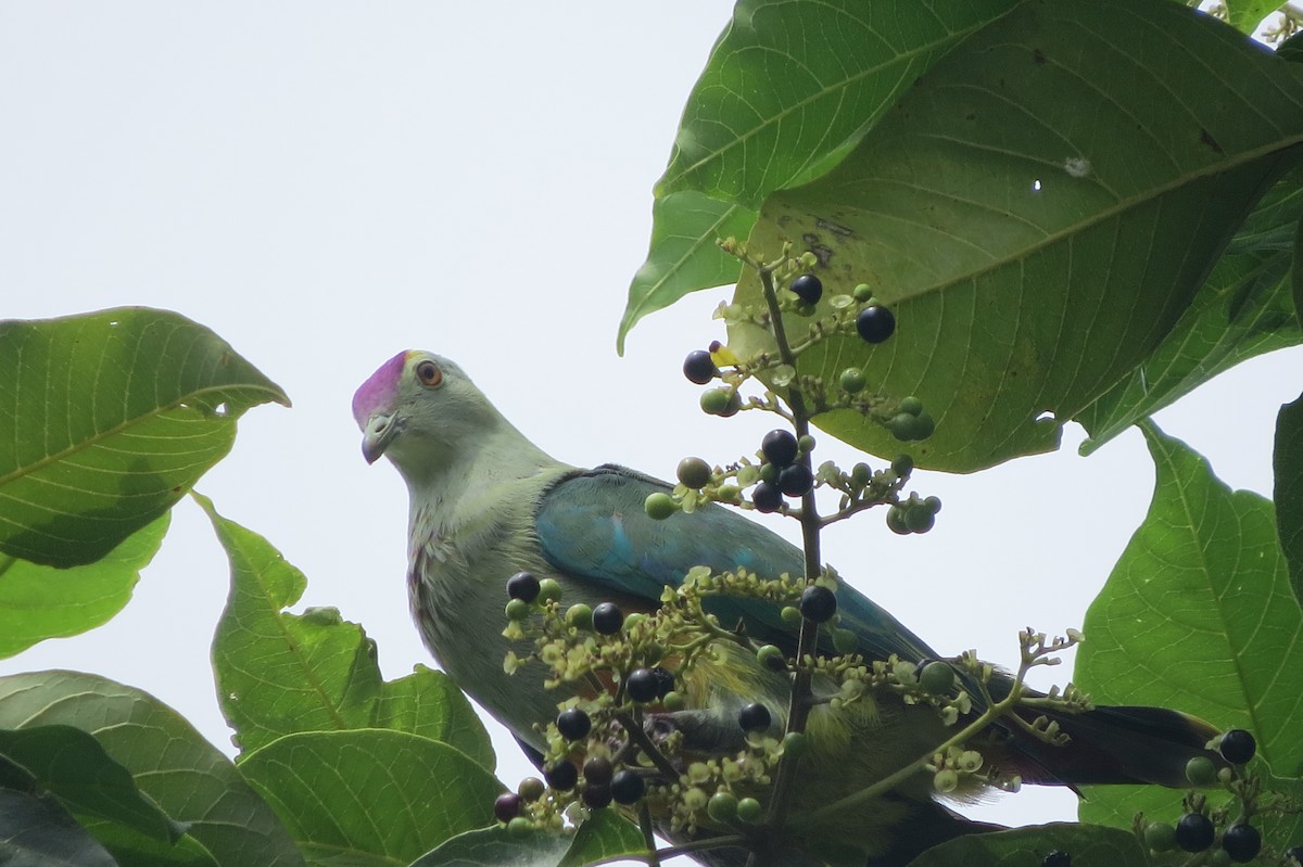 Палауский фруктовый голубь - ML609240771