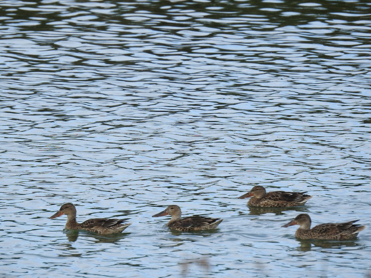 Northern Shoveler - Jody  Wells