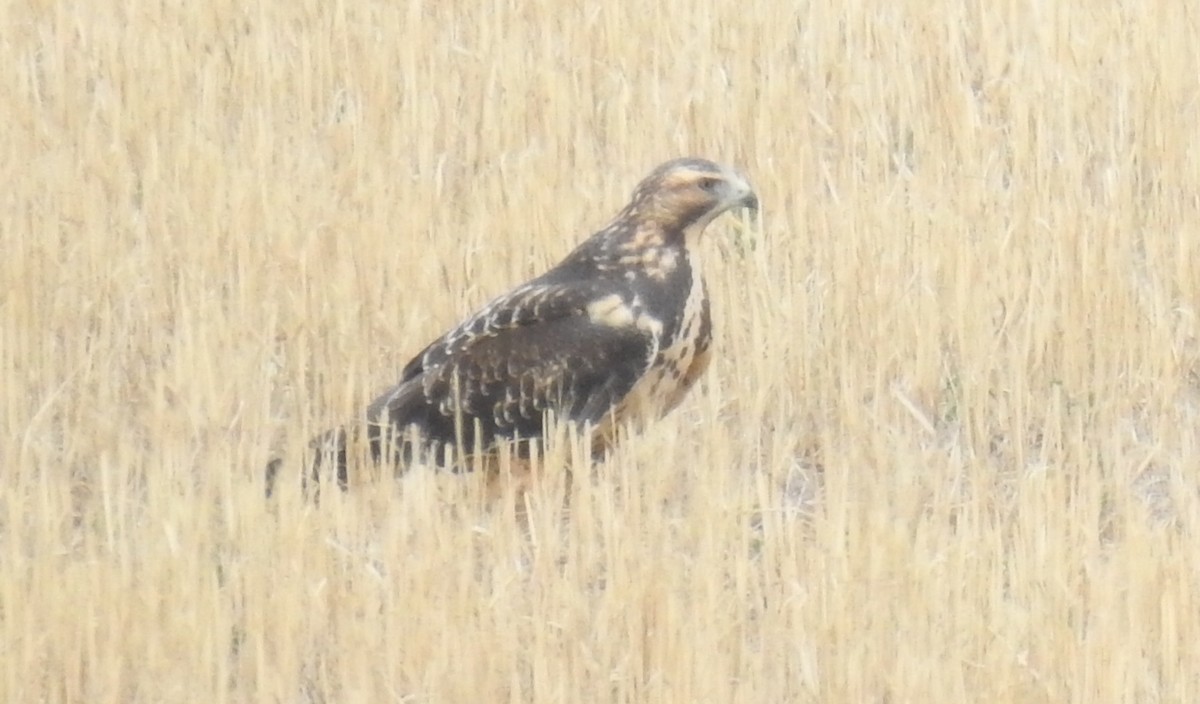 Swainson's Hawk - ML609240810