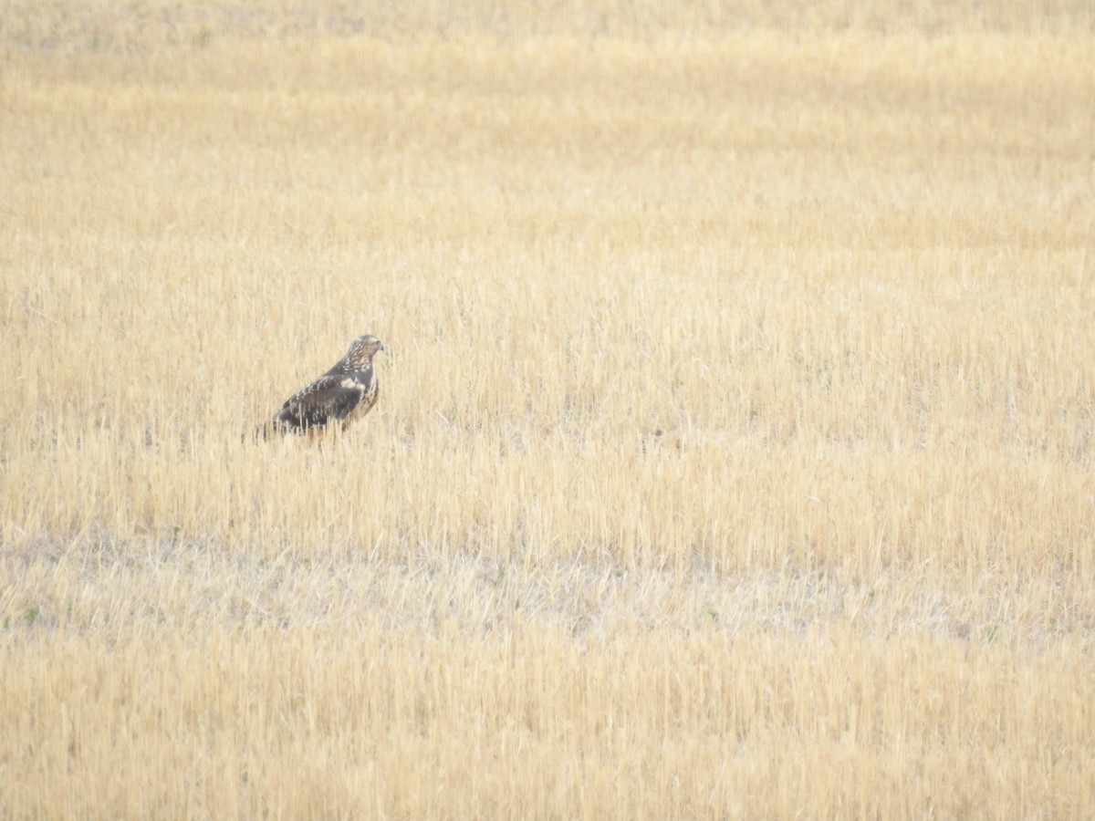 Swainson's Hawk - ML609240812