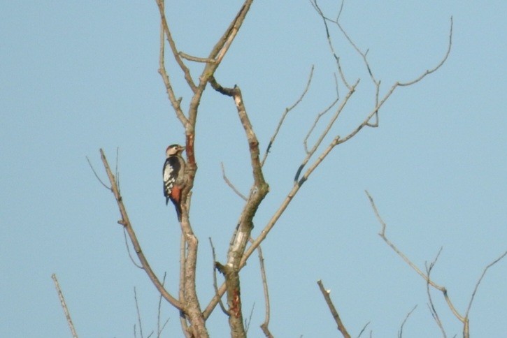 Syrian Woodpecker - ML609240850