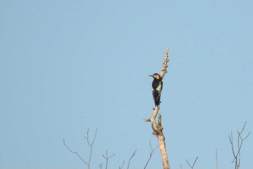 Syrian Woodpecker - ML609240852
