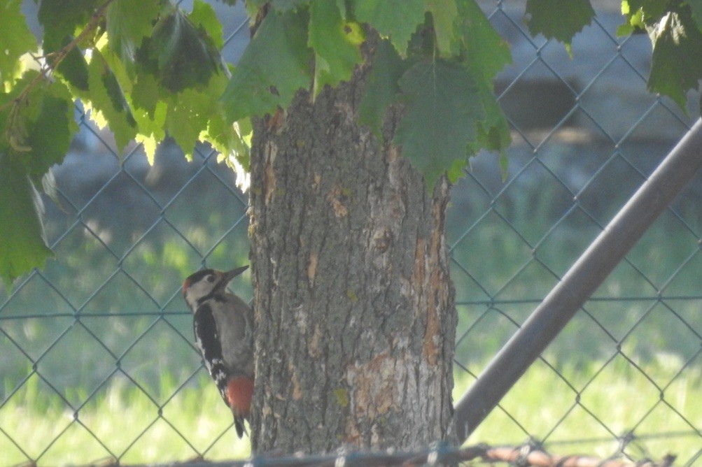 Syrian Woodpecker - ML609240853